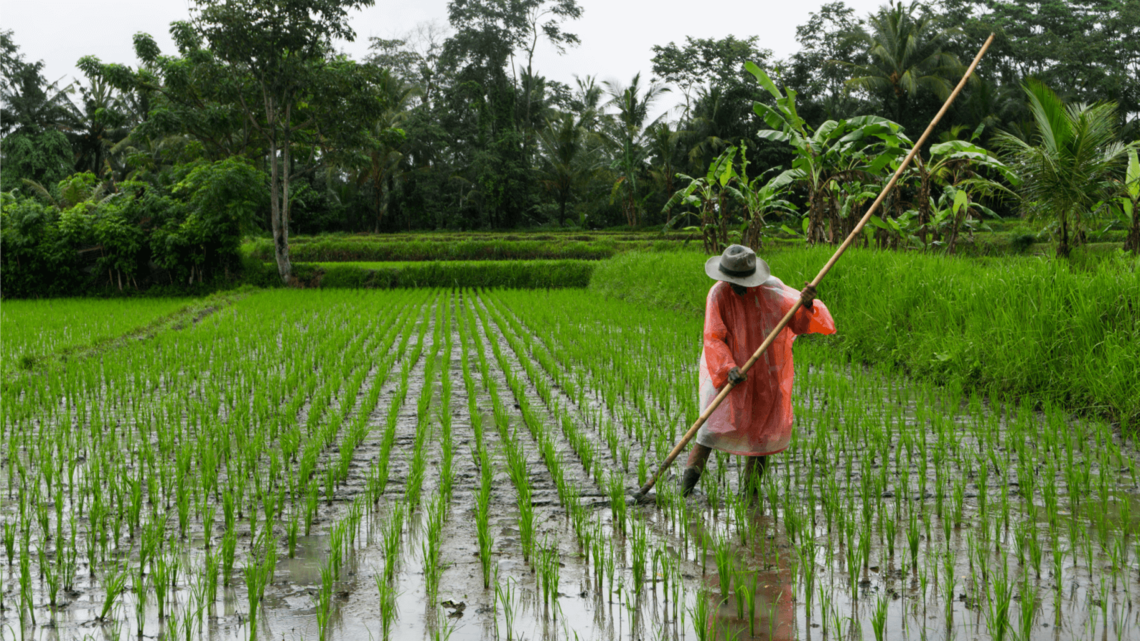 New report lays out roadmap to achieve sustainable rice production  