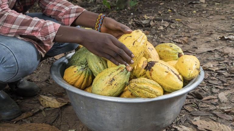 Nestlé - Rewarding cocoa farmers for climate-positive agricultural practices - WBCSD