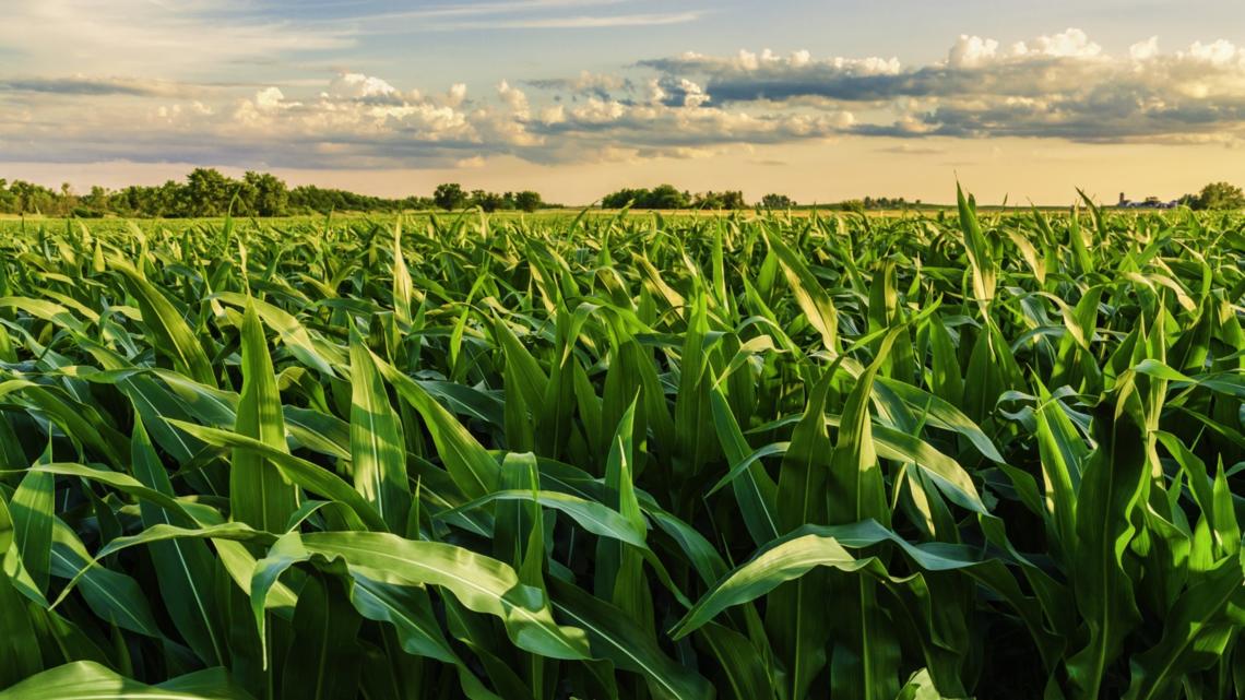     Climate transition in agriculture will need the support of banks