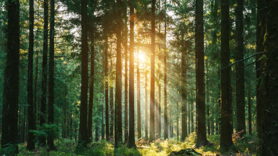     WBCSD’s Forest Solutions Group (FSG) reveals 10 high-impact actions to help decarbonize the forest products value chain.