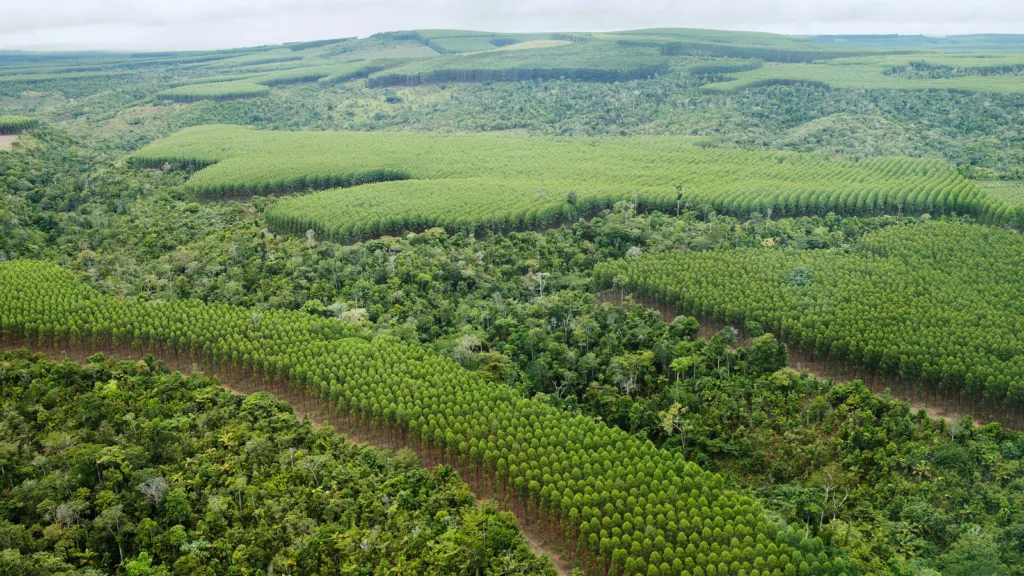 Forest Solutions Group (FSG)
