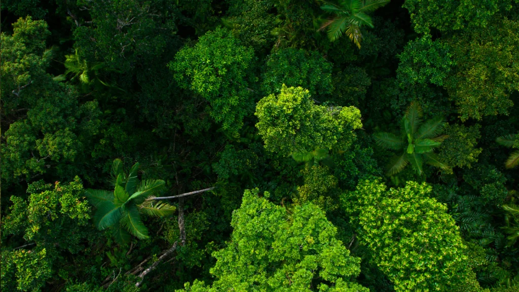 The Natural Climate Solutions Alliance (NCSA)
