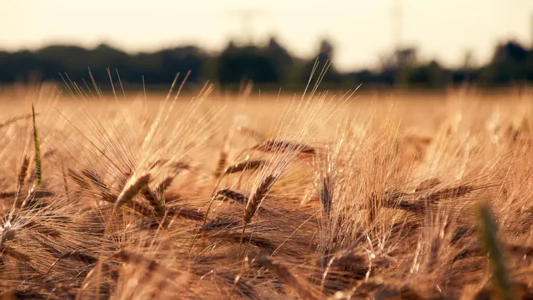 Olam-to-speed-innovation-to-address-global-food-security_i1140
