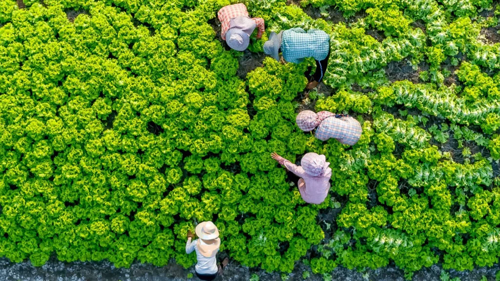 Agriculture and Food