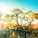 Soft Commodities Forum: Delivering Action in the Cerrado