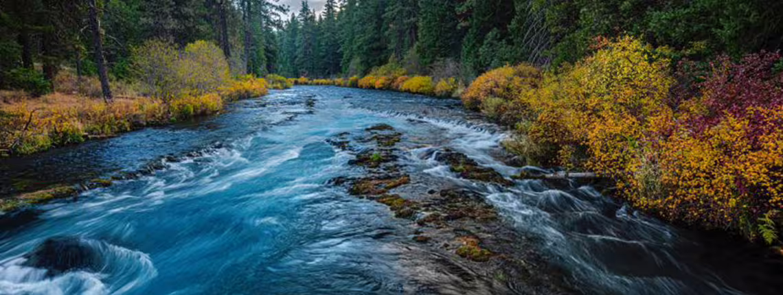 FAN River Trees