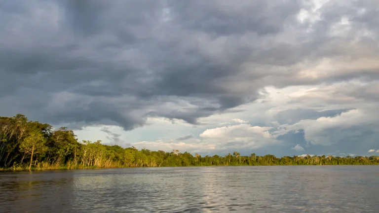 Regenerative landscapes in the Amazon rainforest.
