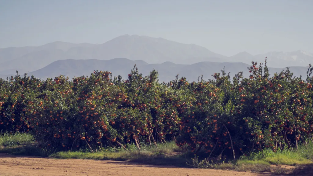 Explore How Mirova is financing regenerative agriculture at scale
