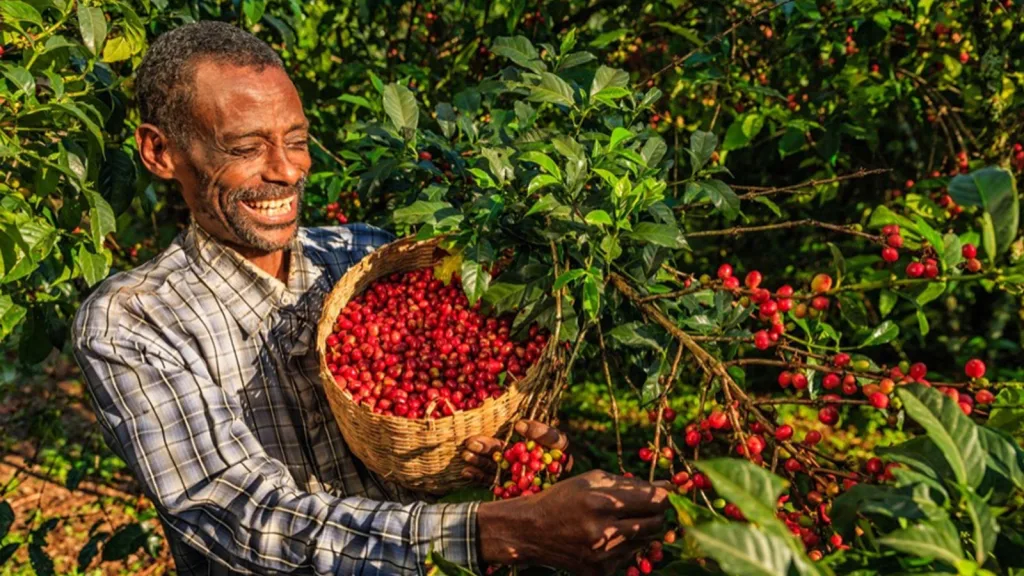 Regenerative coffee farming boosts harvest 23-fold with compost and tree rejuvenation