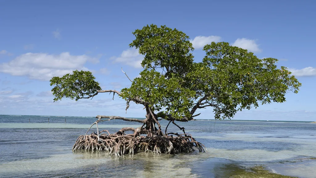 WBCSD and Global Resilience Partnership launch climate resilience business award at COP30 Belém