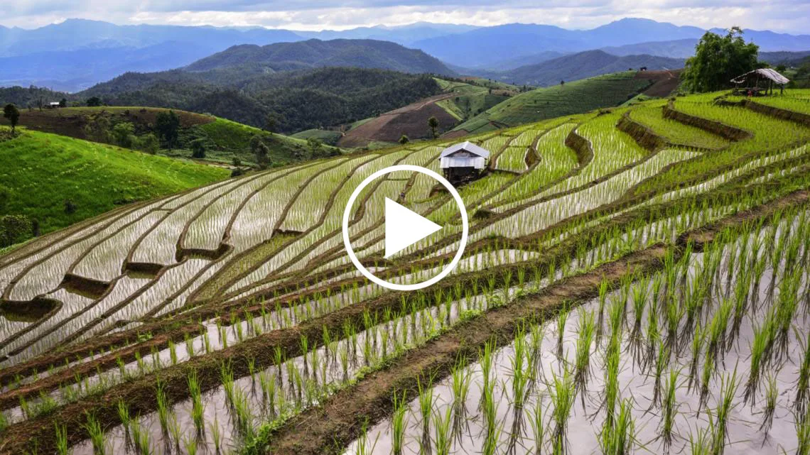 Future-Proof Agriculture and Food Value Chains