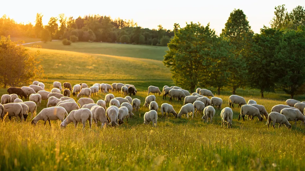 Unlocking capital with Clarmondial’s approach to regenerative agriculture