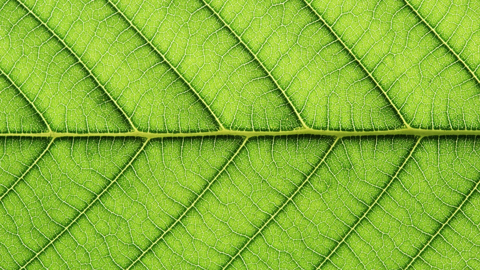 Embedding sustainability to build business resilience