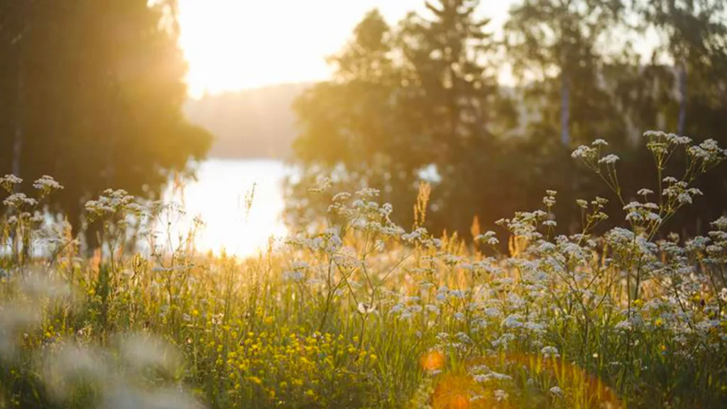 Explore how L’Oréal is merging beauty and regenerative agriculture