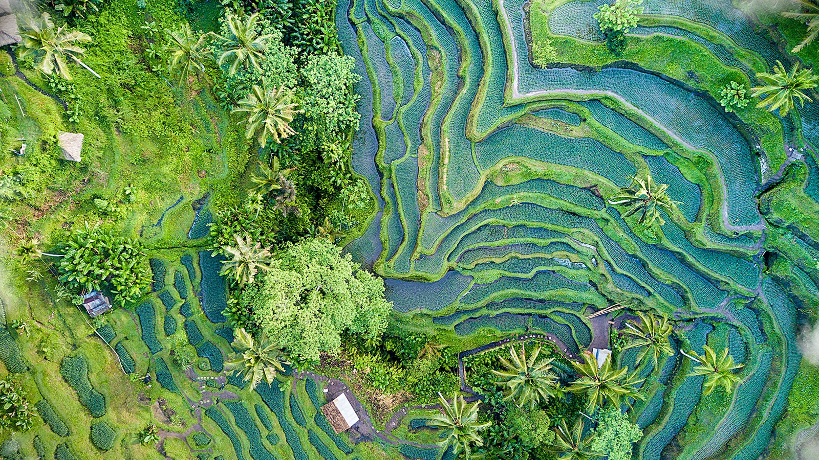 New Business Guidance equips companies to cut rice methane emissions | WBCSD