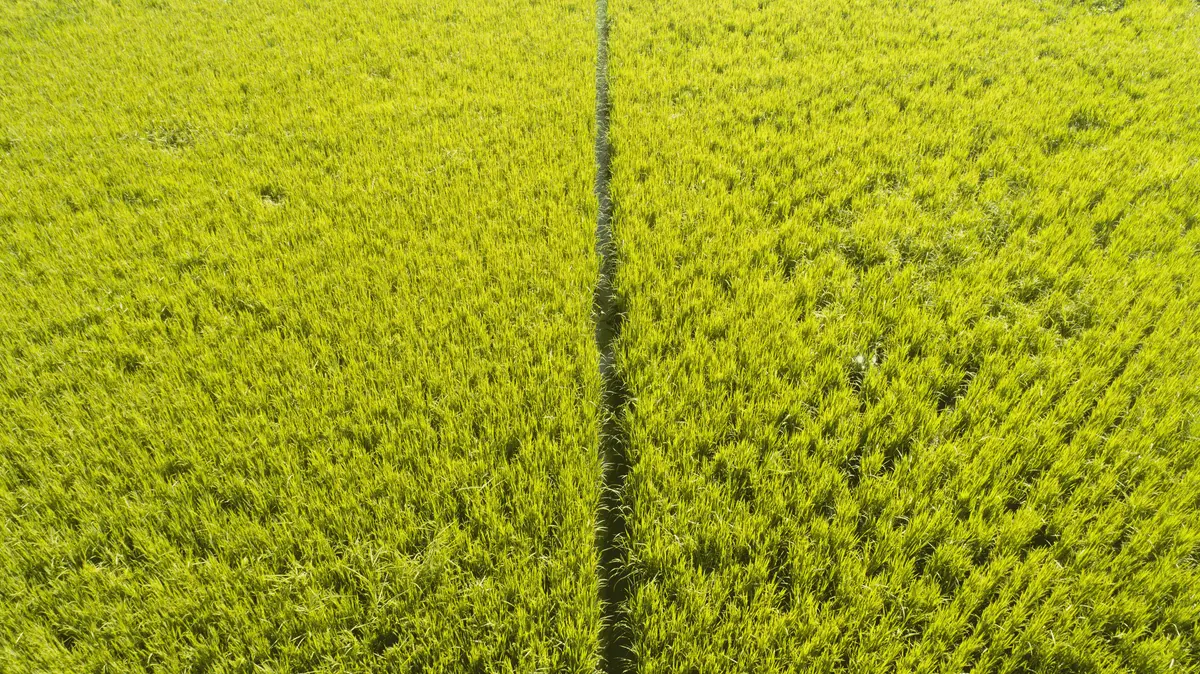 Optimize water use for rice irrigation