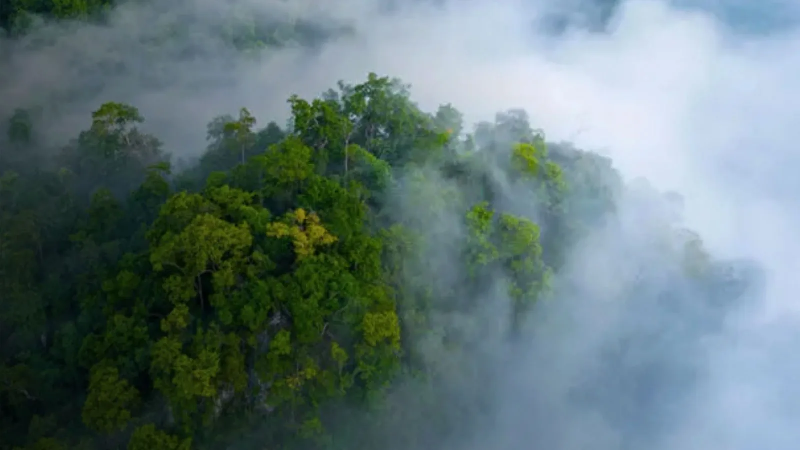 Climate Action