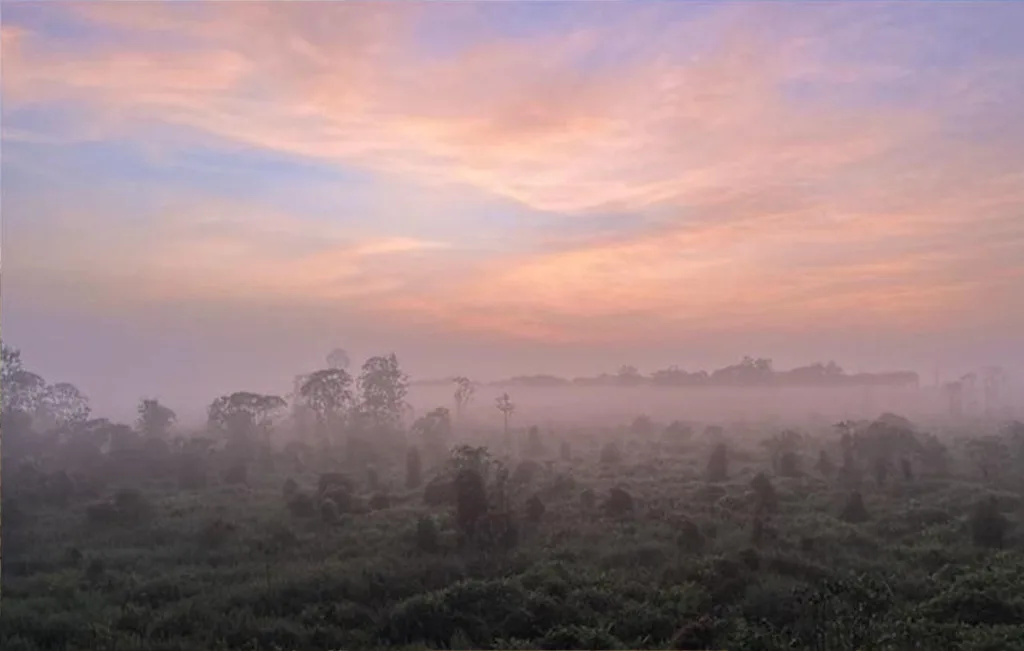 Restoring-Riau-s-Ecosystem | WBCSD