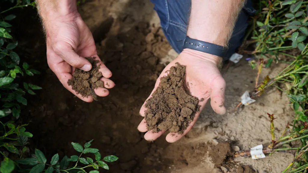 Rabobank regenerative agriculture
