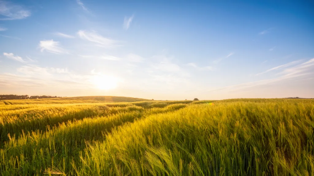 Building regenerative agriculture into the barley supply chain.