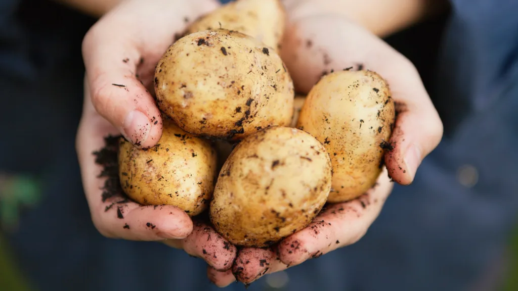 McCain global potato regenerative practices.