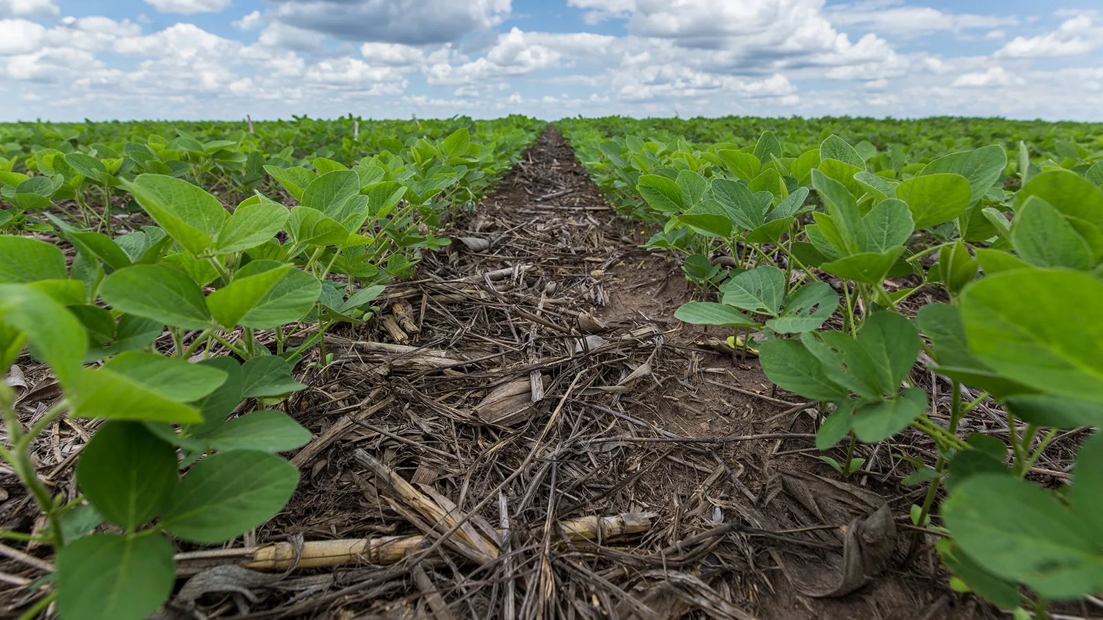 sectors-regenerativeagriculture | WBCSD Regenerative Agriculture - Solution Deep-Dives