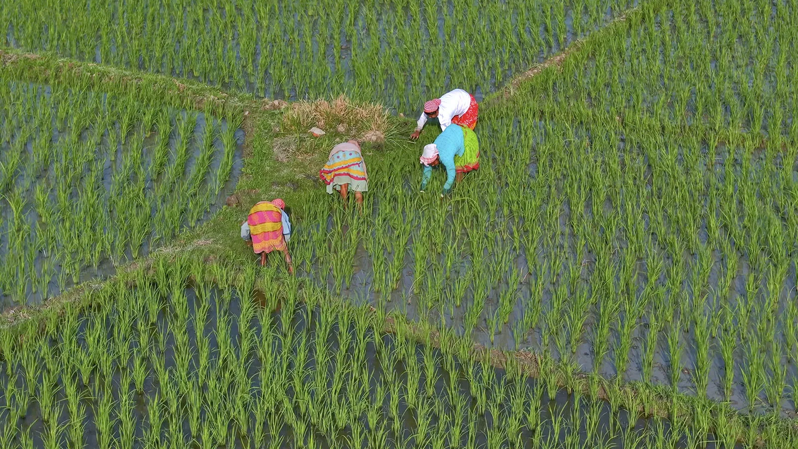 ITC Limited climate-smart agriculture initiatives across India