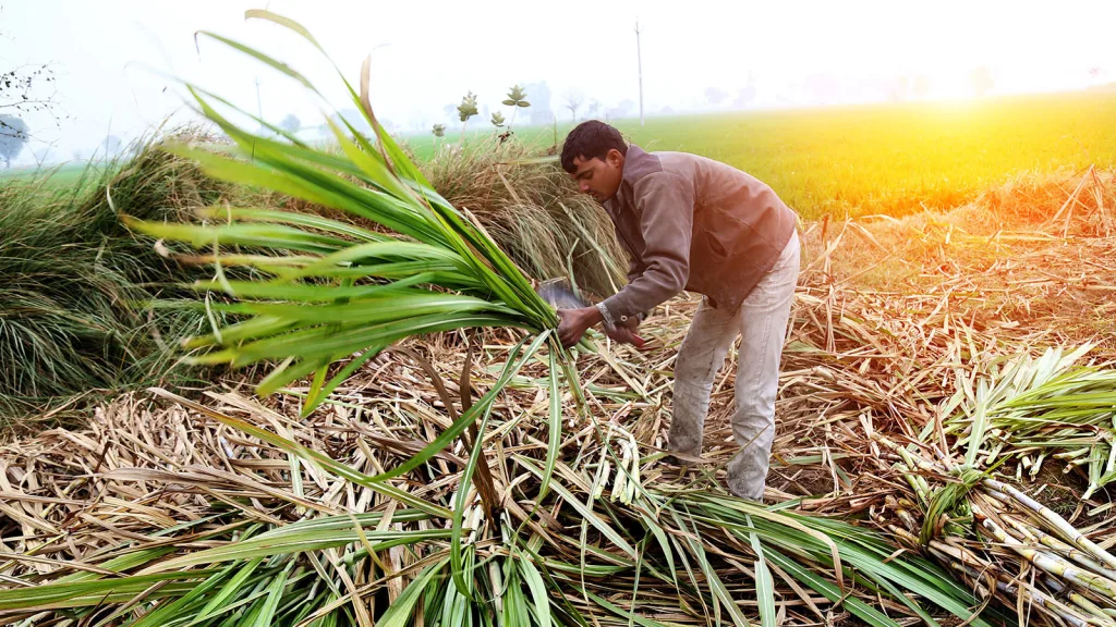UPL SAS climate-smart sugarcane farming and value chains