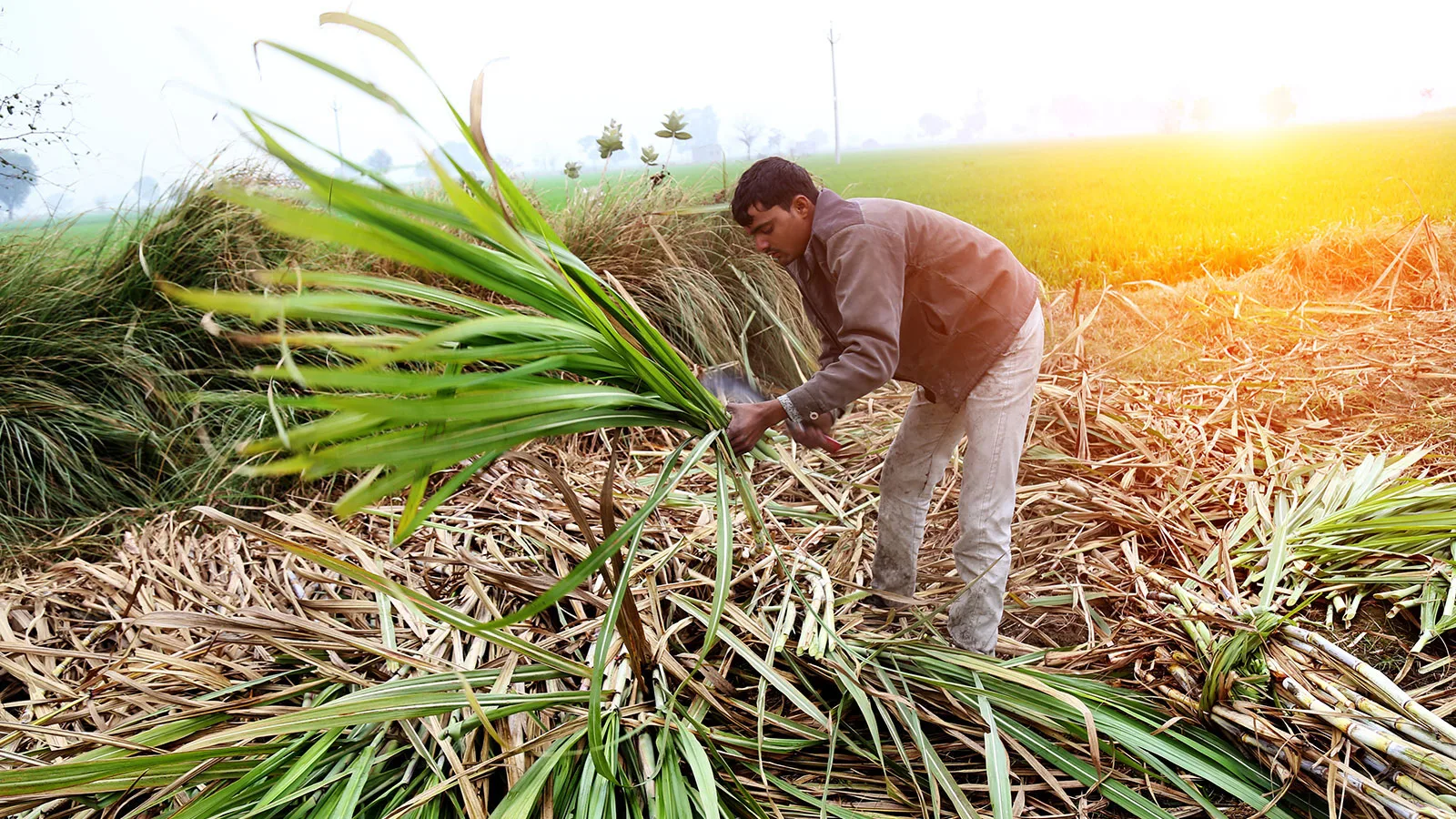 UPL SAS climate-smart sugarcane farming and value chains