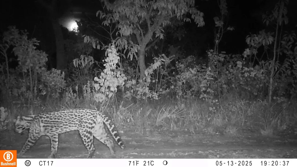 Jaguatirica
